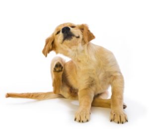 mon chien se gratte allergies