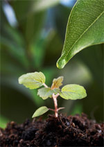 herbal/phyto veterinary medicine from Arcanatura