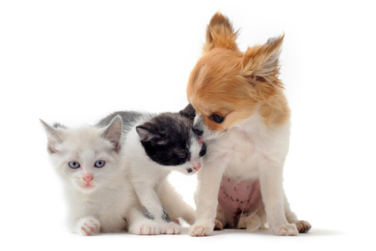 Éducation du chiot Éducation du chiot